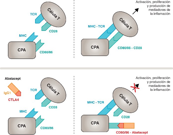 Mecanismo de acción Abatacept